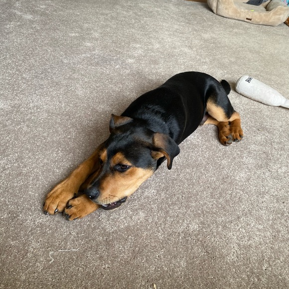 Meet your Posher, Tj - Picture 1 of 1